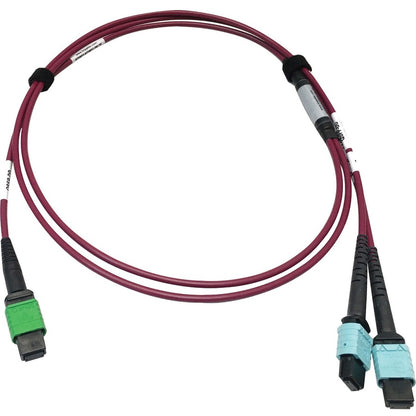 Tripp Lite Multimode Fiber Optic Cable MTP/MPO-APC to x2 12F MTP/MPO-UPC F/F 1M